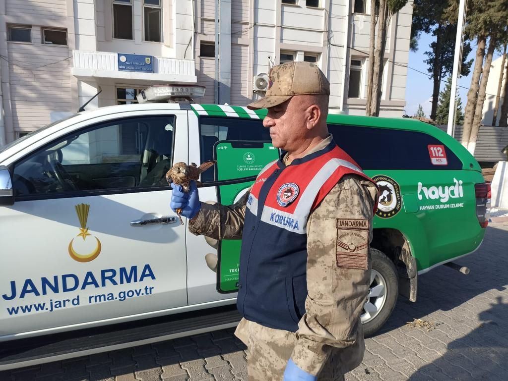 Şanlıurfa’da izinsiz atmaca avlayan 3 kişiye ceza yağdı