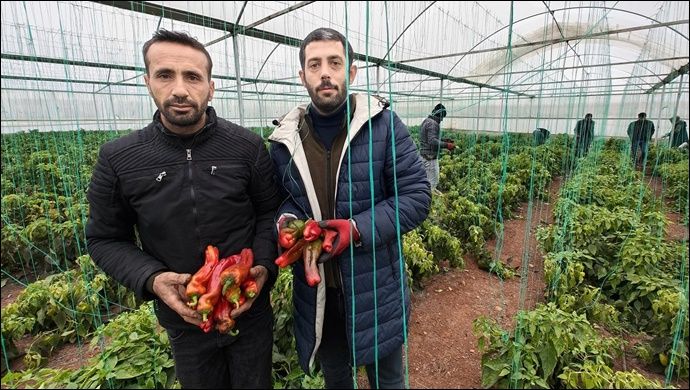 Eyyübiye Sera Kent’te Kış Sezonu Verimli Geçiyor