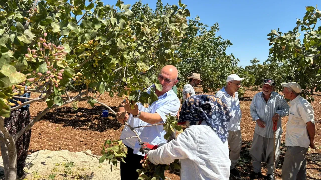 CHP Şanlıurfa Milletvekili Mahmut Tanal, Fıstık Üreticilerini Ziyaret Etti