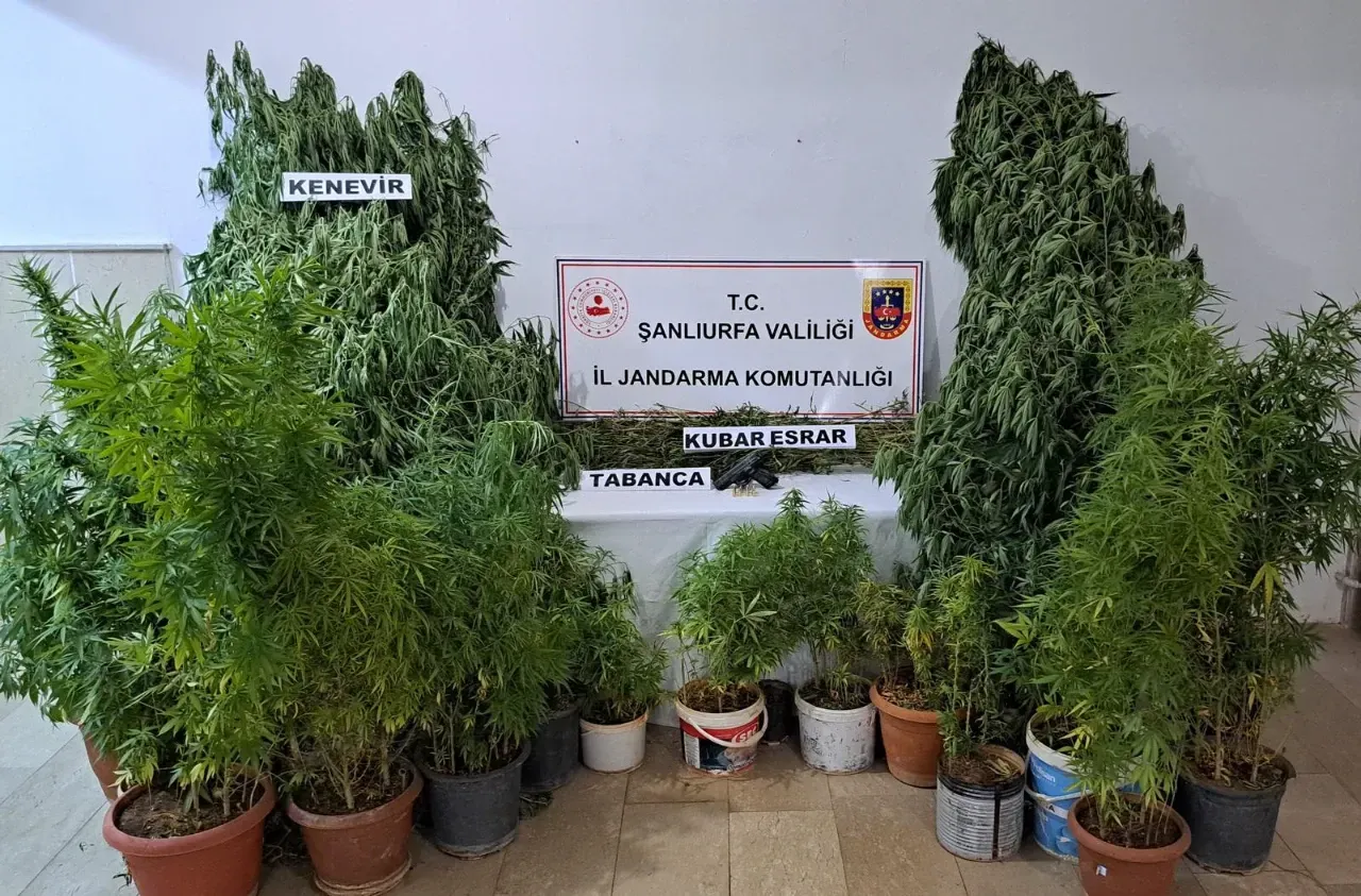 Halfeti’de Uyuşturucu Operasyonu: Kenevir ve Silah Ele Geçirildi
