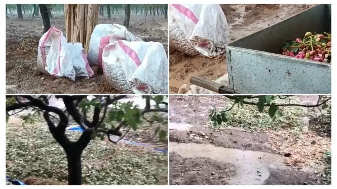 Urfa’da sağanak yağış fıstık ağaçlarına zarar verdi