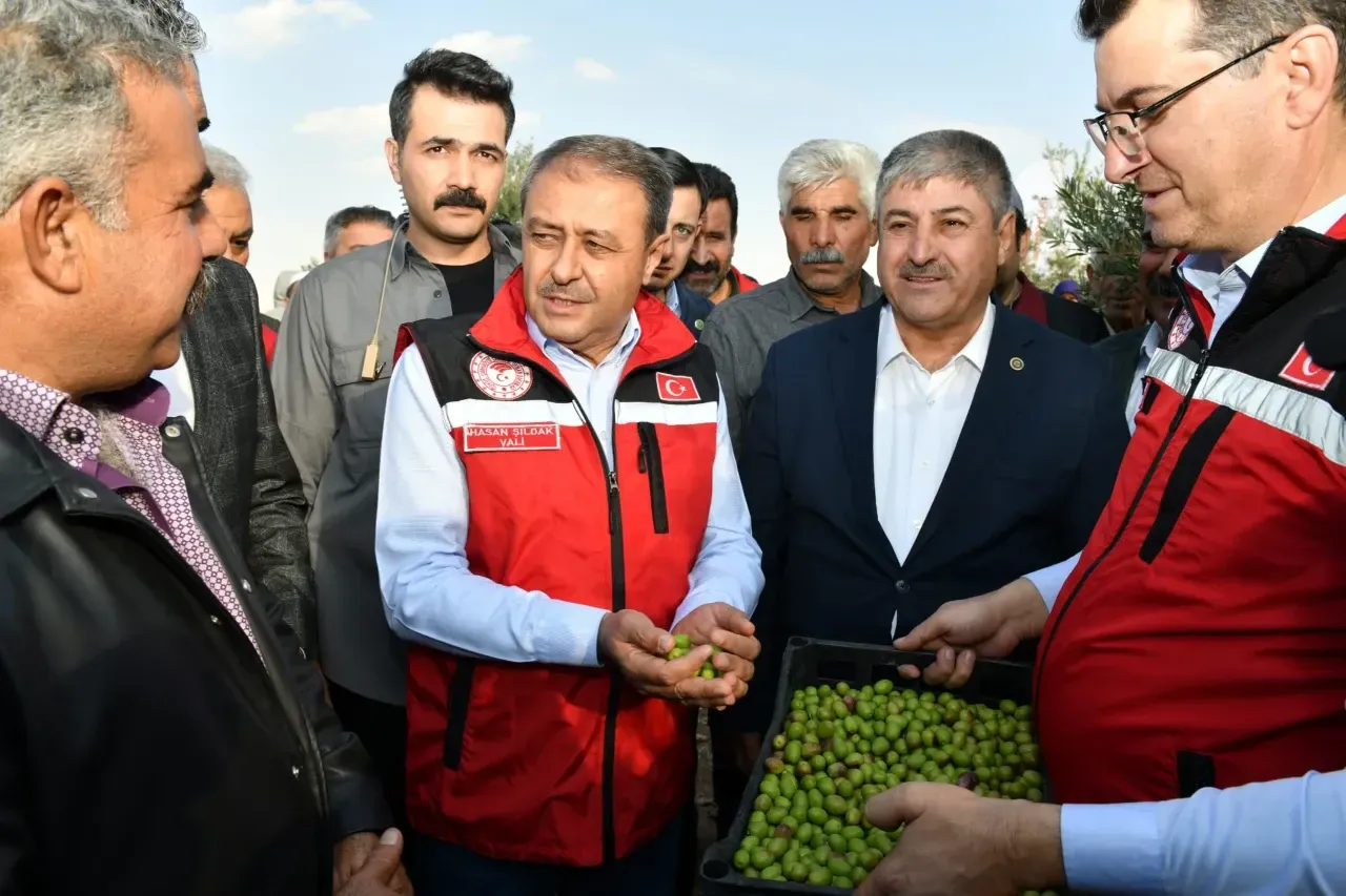 Vali Şıldak, Zeytin Hasadına Katıldı