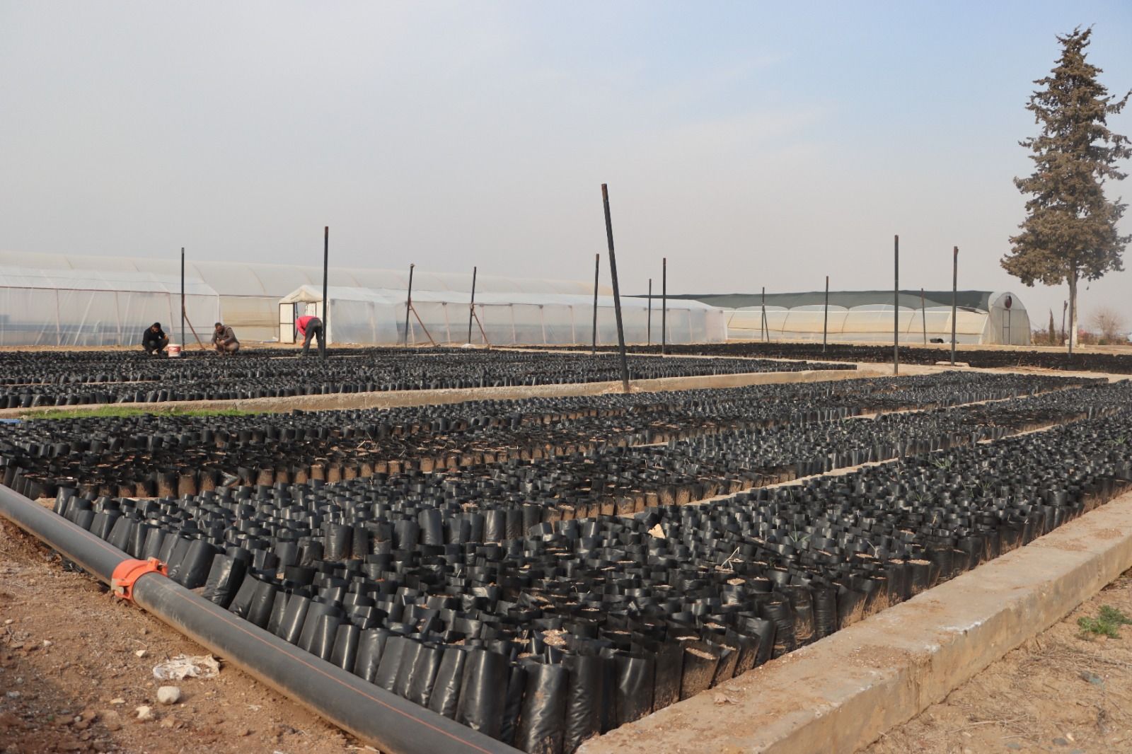 Keten köyneği fıstığı için proje başlatıldı