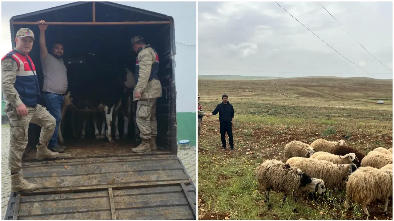 Şanlıurfa’da Kayıp Hayvanlar Bulunarak Sahiplerine Teslim Edildi