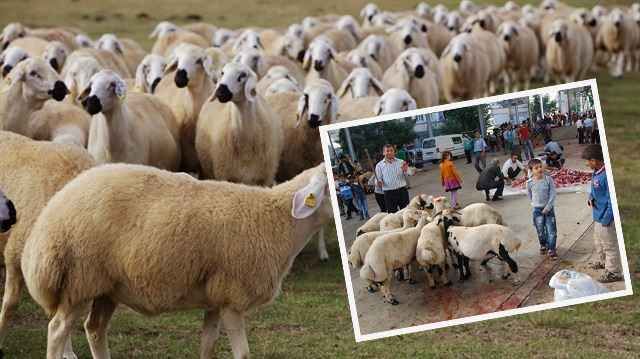 Urfalılara Uyarı: Kurbanlık Alırken Bu Kurallara Dikkat!
