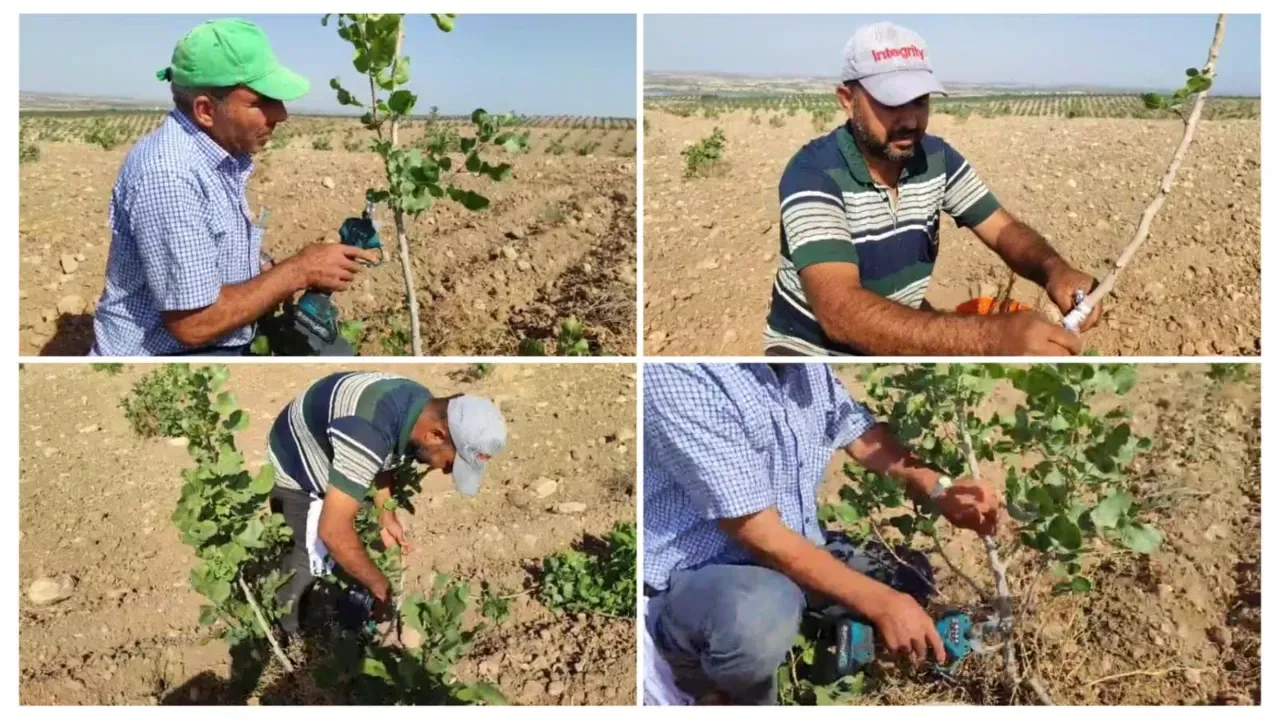 Yeşil Altın İçin Aşılama Sezonu Başladı