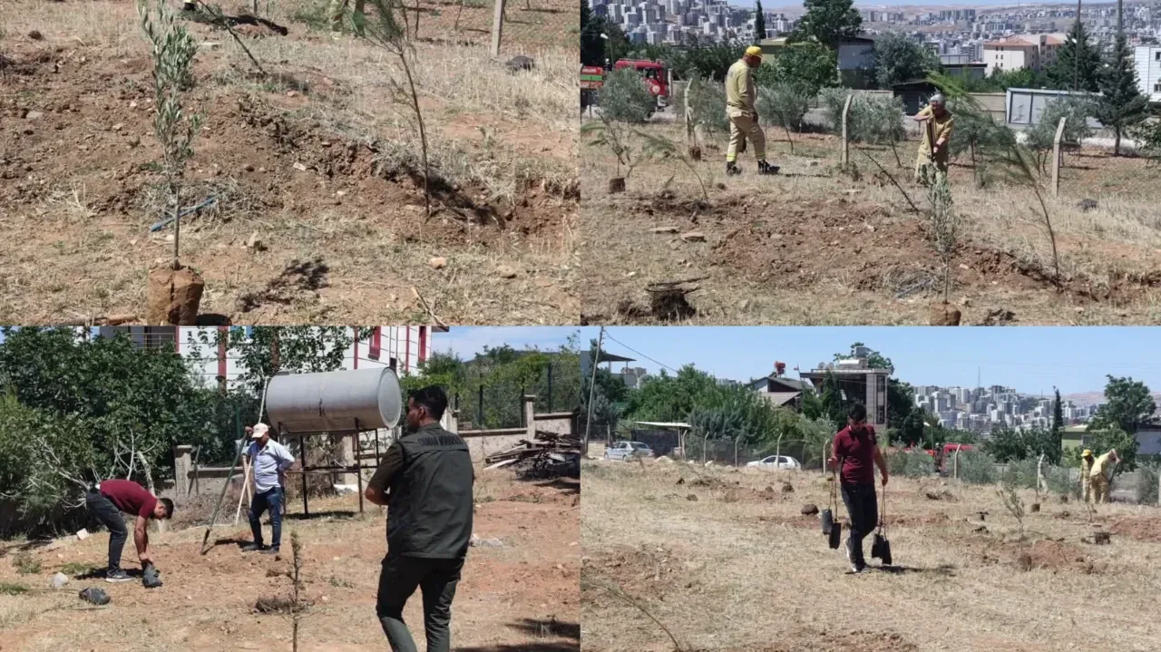 Şanlıurfa’da Ormanda Kaçak Yerleşime Anında Müdahale!